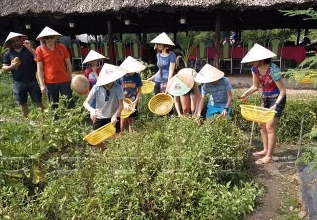 Phu Quoc promueve la ecoagricultura en combinación con el turismo ảnh 1