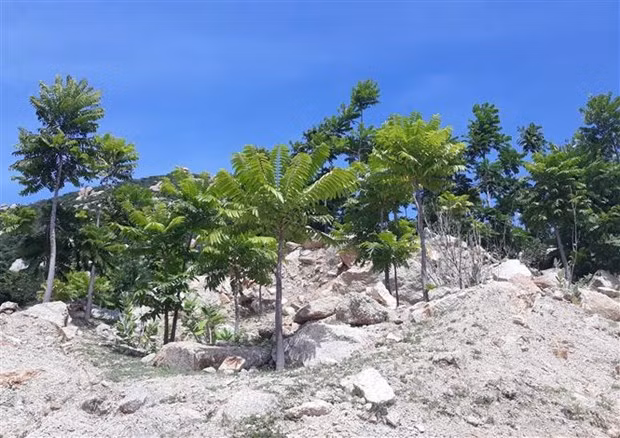 Provincia vietnamita de Ninh Thuan promueve protección de bosques ảnh 1 Provincia vietnamita de Ninh Thuan promueve protección de bosques ảnh 1
