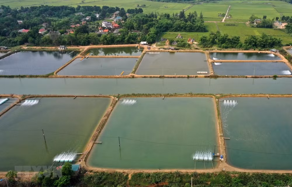 Provincia vietnamita de Long An promueve la acuicultura a gran escala ảnh 2