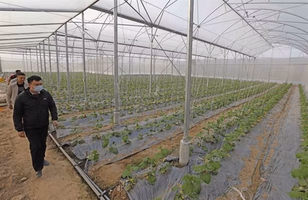 Provincia vietnamita de Bac Giang aplica ciencia y tecnología para promover desarrollo socioeconómico ảnh 1 Provincia vietnamita de Bac Giang aplica ciencia y tecnología para promover desarrollo socioeconómico ảnh 1