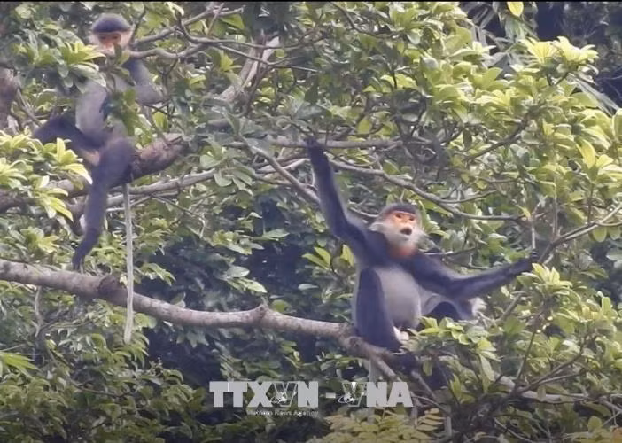 Provincia vietnamita por expandir el hábitat de especie amenazada ảnh 1