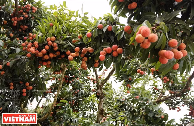 Mejorarán calidad y eficiencia de árboles frutales en localidad vietnamita de Luc Ngan - Bac Giang ảnh 1 Mejorarán calidad y eficiencia de árboles frutales en localidad vietnamita de Luc Ngan - Bac Giang ảnh 1