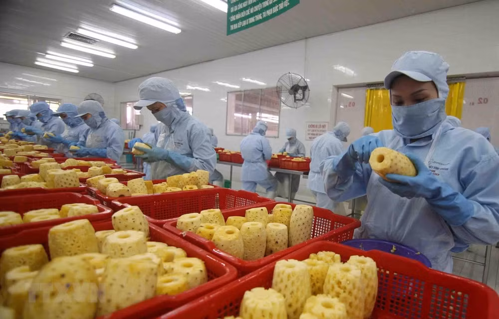 Vietnam por impulsar desarrollo de procesamiento de frutas y verduras ảnh 1