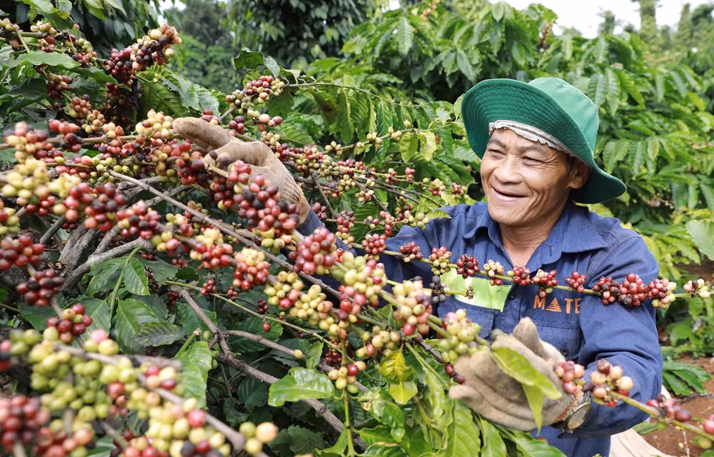 Altiplanicie Central de Vietnam, con grandes potencialidades de desarrollo ảnh 1 Altiplanicie Central de Vietnam, con grandes potencialidades de desarrollo ảnh 1