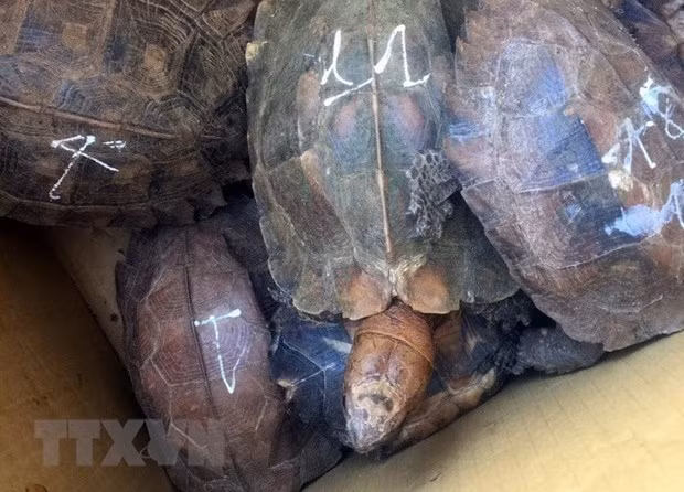 Sentencian en Vietnam a prisión a individuo por crianza ilegal de tortugas raras ảnh 1
