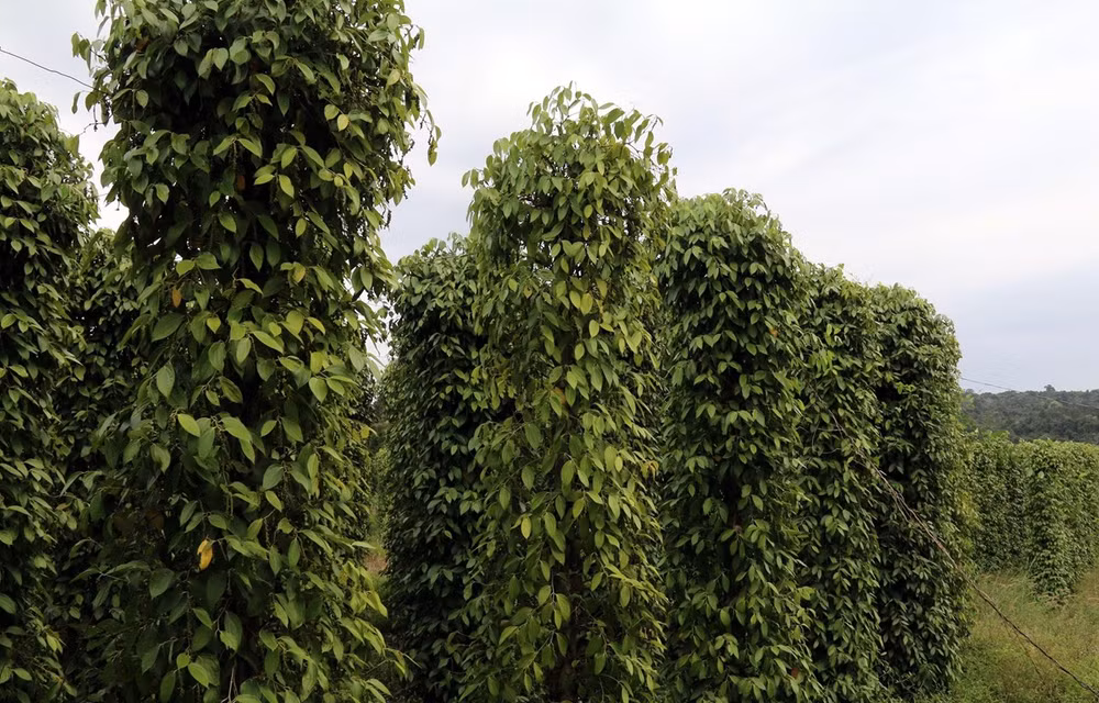 Camboya promoverá exportaciones de pimienta en 2021 ảnh 1