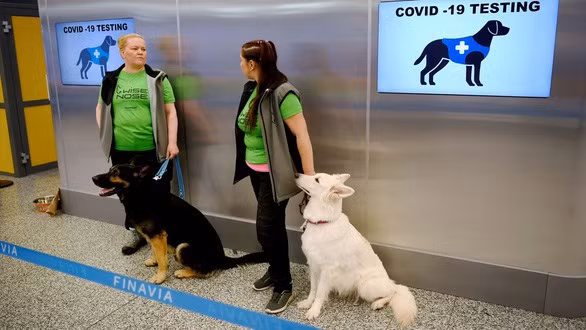 Tailandia entrena perros rastreadores para detectar el COVID-19 ảnh 1