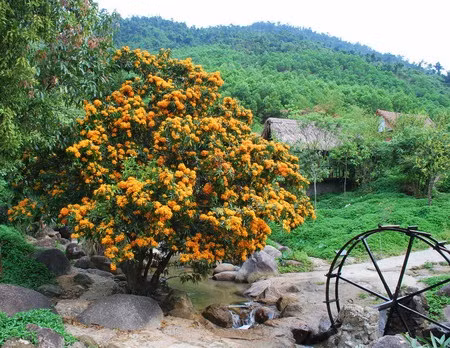 Ri Rung en plena floración embellece paisajes de Da Nang en Vietnam ảnh 1 Ri Rung en plena floración embellece paisajes de Da Nang en Vietnam ảnh 1