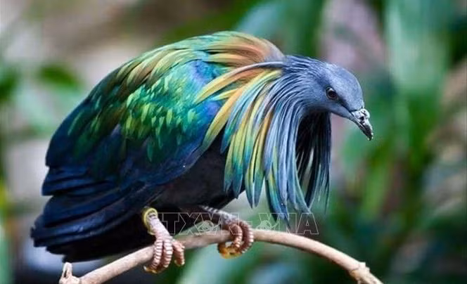 Paloma de Nicobar aparece en Parque Nacional Con Dao de Vietnam ảnh 1