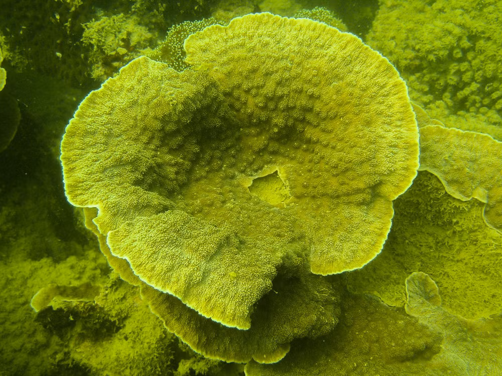 Restauran y protegen los ecosistemas de arrecifes de coral en Bahía de Ha Long ảnh 1 Restauran y protegen los ecosistemas de arrecifes de coral en Bahía de Ha Long ảnh 1