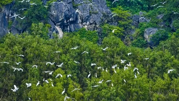Vietnam promueve cooperación con Fondo Mundial para la Naturaleza ảnh 1
