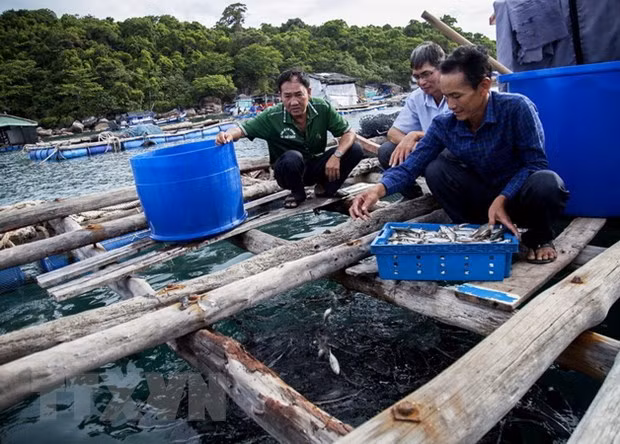 Provincia de Kien Giang refiuerza combate contra la pesca ilegal ảnh 2 Provincia de Kien Giang refiuerza combate contra la pesca ilegal ảnh 2