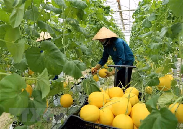 Intensifica Australia apoyo a agricultura de alta tecnología de Vietnam ảnh 1