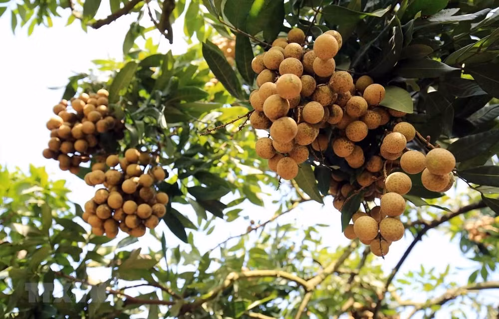 Más de 20 países y territorios se unirán a conferencia sobre longan Hung Yen ảnh 1