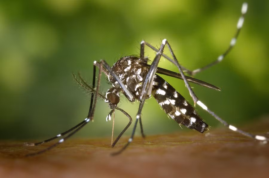 Filipinas detecta diez nuevos casos de infección de Zika ảnh 1 Filipinas detecta diez nuevos casos de infección de Zika ảnh 1