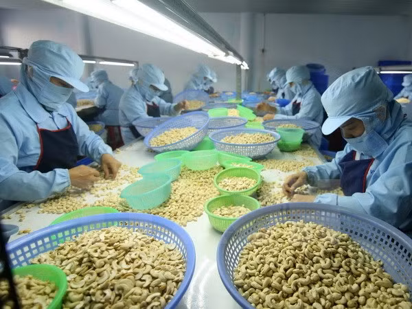 Vietnam busca ampliar mercado para su anacardo ảnh 1