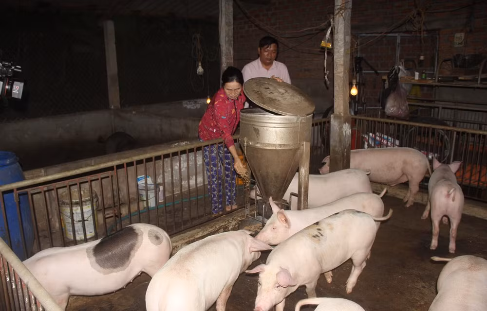 Vietnam tendrá vacuna contra peste porcina africana en tercer trimestre de 2021 ảnh 1