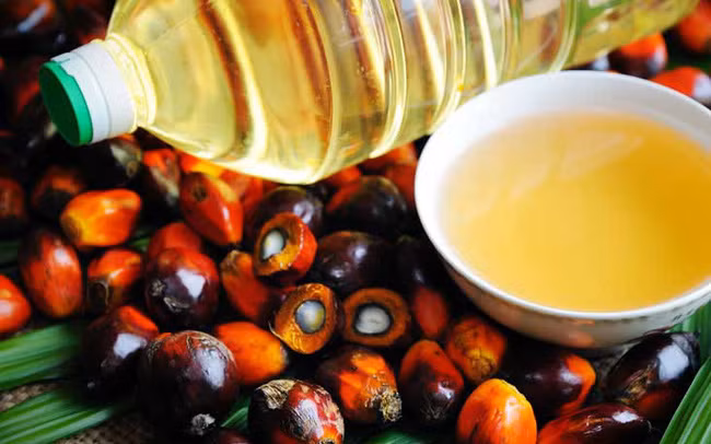 Pronostican disminución de 500 mil de toneladas de aceite de palma de Malasia en 2021 ảnh 1 Pronostican disminución de 500 mil de toneladas de aceite de palma de Malasia en 2021 ảnh 1