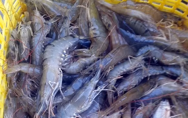 Indonesia por convertirse en mayor productor mundial de camarón patiblanco ảnh 1