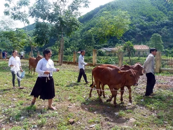 Cruz Roja de Vietnam recaudará fondo a pobres a través de programa humanitario ảnh 1 Cruz Roja de Vietnam recaudará fondo a pobres a través de programa humanitario ảnh 1