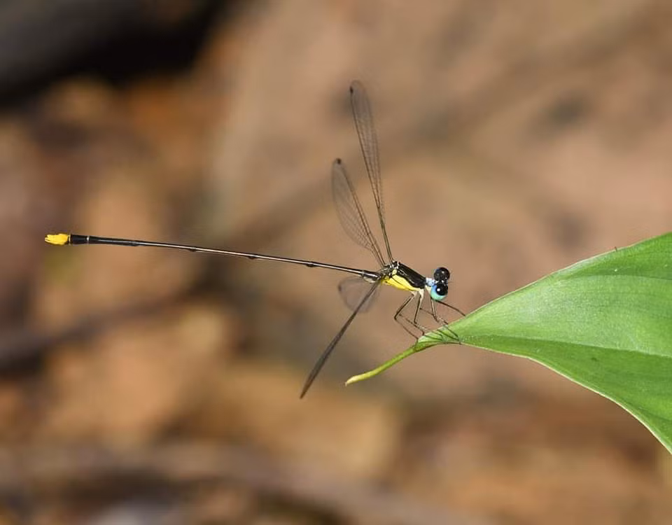 Descubren en Vietnam nueva especie endémica de zigóptero ảnh 1
