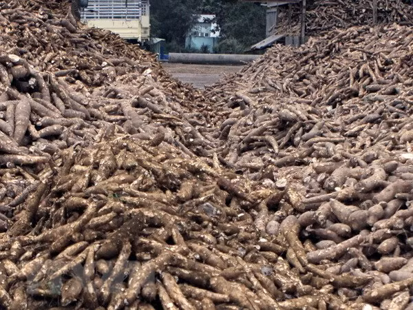 Exportó Vietnam casi mil millones de dólares en yuca en 2020 ảnh 1