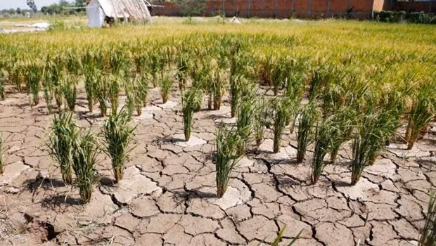 Camboya completa NDC actualizada de convención sobre cambio climático ảnh 1