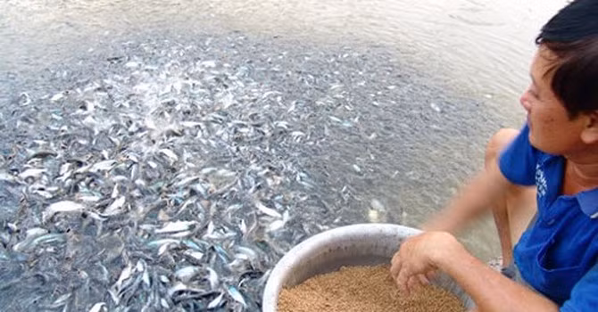 Camboya veda importaciones de pescados en beneficio de piscicultura nacional ảnh 1 Camboya veda importaciones de pescados en beneficio de piscicultura nacional ảnh 1