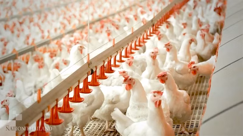 Exportación de pollo de Tailandia se ve afectada por COVID-19 ảnh 1