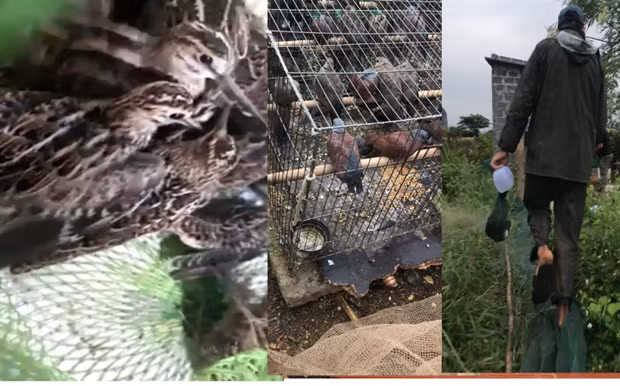 Vietnam por fortalecer la gestión de aves silvestres migratorias ảnh 2 Vietnam por fortalecer la gestión de aves silvestres migratorias ảnh 2