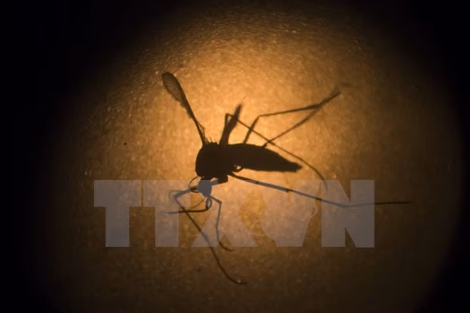 Malasia registra 122 muertos por dengue ảnh 1