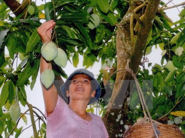 Empresa vietnamita aumentará exportación de mango a Australia ảnh 1 Empresa vietnamita aumentará exportación de mango a Australia ảnh 1