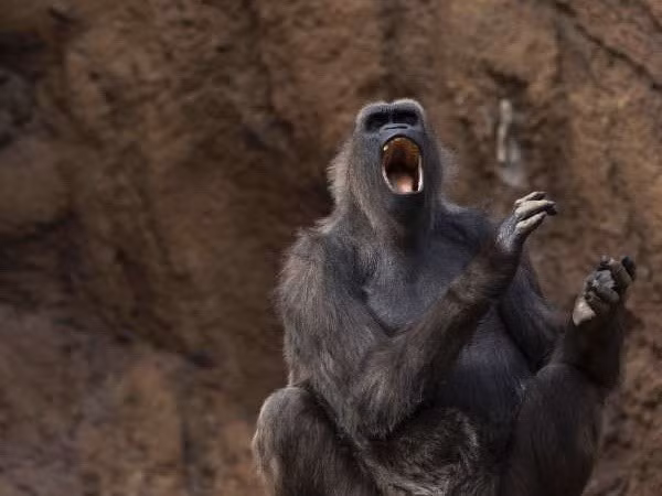 Detectan en Vietnam a monos langures, una especie en peligro de extinción ảnh 1