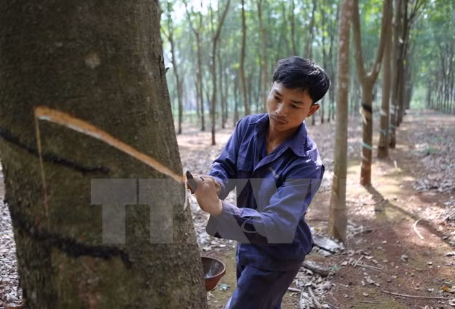Empresa rusa desea seguir invirtiendo en industria cauchera de Vietnam ảnh 1