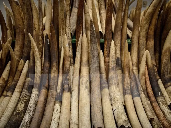 Thanh Hoa incauta mayor carga ilegal de supuestos objetos de marfil de elefante ảnh 1