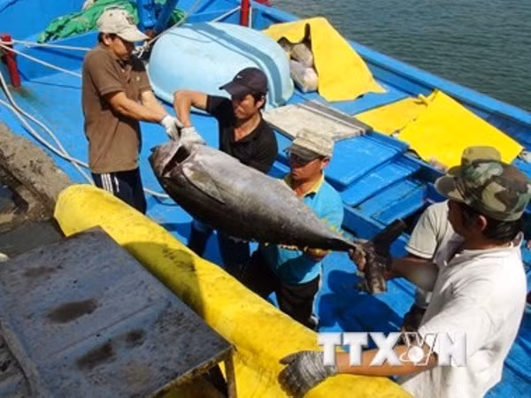 Atún y maricos impulsan crecimiento de exportaciones acuícolas de Vietnam ảnh 1