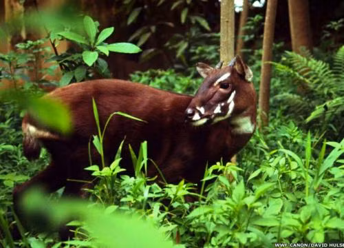 Fundarán en Vietnam el primer centro de multiplicación del Saola ảnh 1
