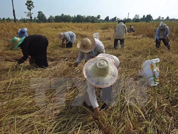 Sri Lanka y Bangladesh sellan gran contrato de compra de arroz de Tailandia ảnh 1 Sri Lanka y Bangladesh sellan gran contrato de compra de arroz de Tailandia ảnh 1