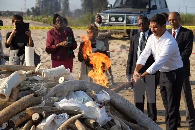 Malasia destruye a cerca de 10 toneladas de colmillos de elefantes ảnh 1 Malasia destruye a cerca de 10 toneladas de colmillos de elefantes ảnh 1