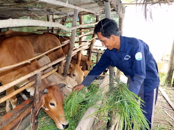 Vietnam aumenta exportación de productos pecuarios y piensos ảnh 1