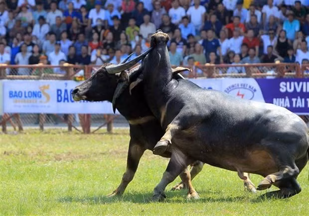 Tradicional Festival de Lucha de Búfalos de Do Son ảnh 1