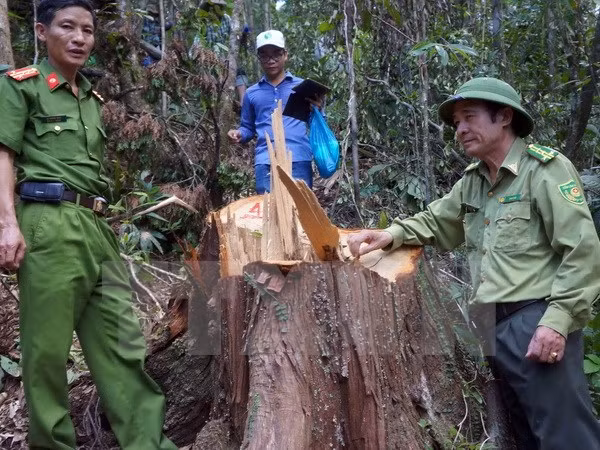 Cierre de bosques naturales en altiplanicie occidental de Vietnam ảnh 1