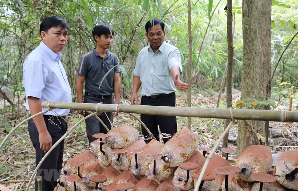 Logran en Vietnam cultivar variedades de hongos Lingzhi ảnh 1