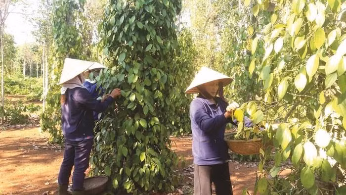 Registran las exportaciones de pimienta vietnamita a Europa resultados positivos ảnh 1