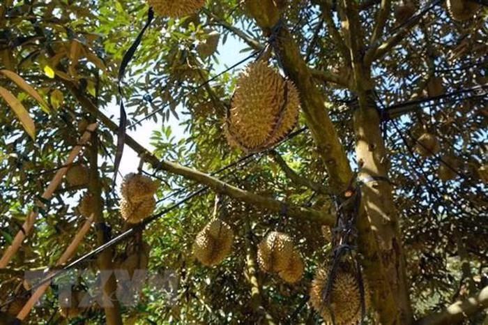 Se convierte Tailandia en mayor exportador mundial de durián ảnh 1 Se convierte Tailandia en mayor exportador mundial de durián ảnh 1