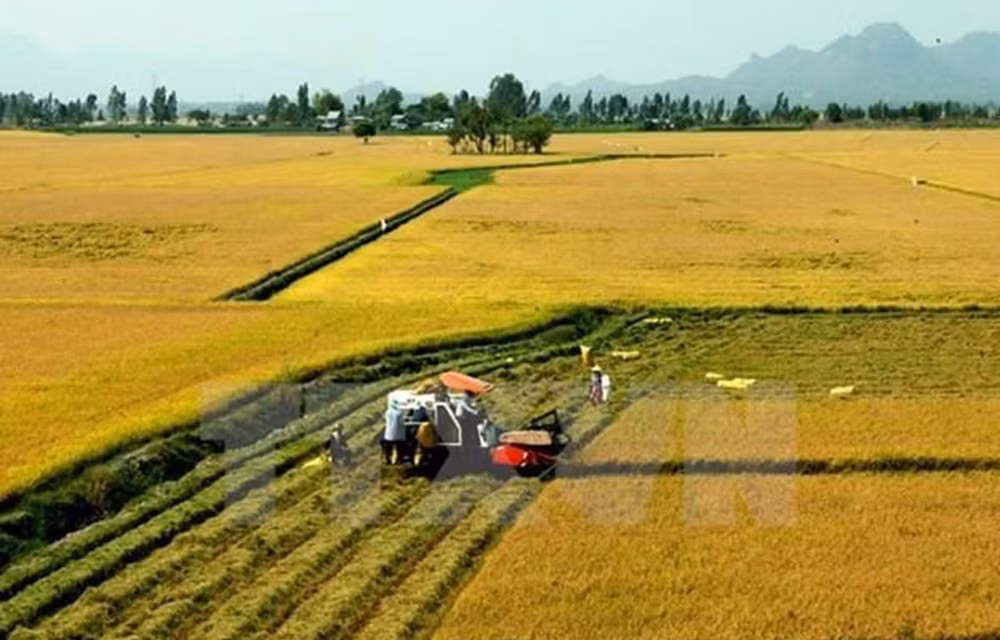  Localidades de Vietnam y Japón aspiran a incrementar lazos multisectoriales ảnh 1