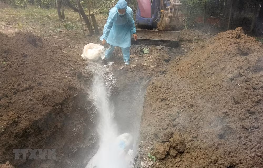 Detectan por primera vez peste porcina africana en provincia vietnamita de Ninh Thuan ảnh 1
