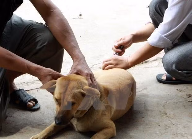 Registra Vietnam anualmente un centenar de casos mortales por la rabia ảnh 1 Registra Vietnam anualmente un centenar de casos mortales por la rabia ảnh 1