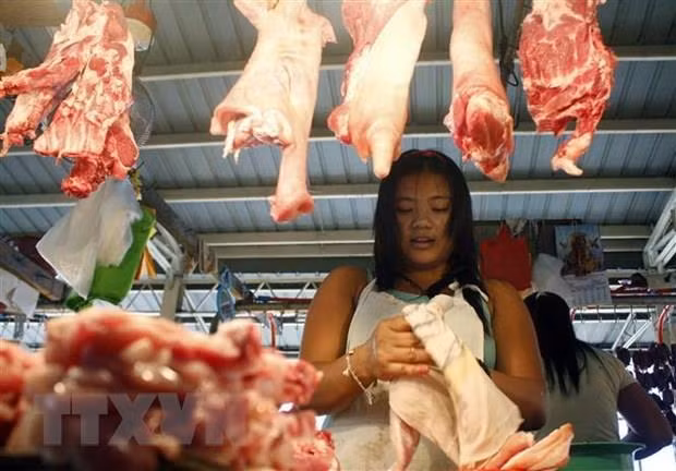 Sacrifican en Filipinas miles de cerdos por epidemia de Peste Porcina Africana ảnh 1