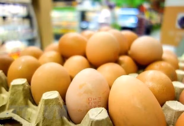 Eliminan Indonesia millones de huevos para apuntalar los precios del pollo ảnh 1 Eliminan Indonesia millones de huevos para apuntalar los precios del pollo ảnh 1
